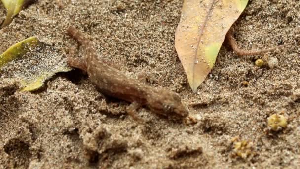 Gecko strisciando sulla sabbia — Video Stock